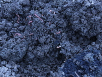 Comparative Analyses of Various Redworm/Brandling Worm (Eisenia fetida) Stocks