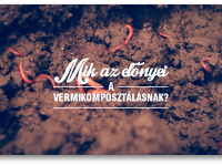 Röviden a vermikomposztálásról III.