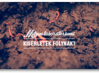 Röviden a vermikomposztálásról VII.